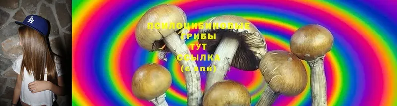 Галлюциногенные грибы MAGIC MUSHROOMS Георгиевск