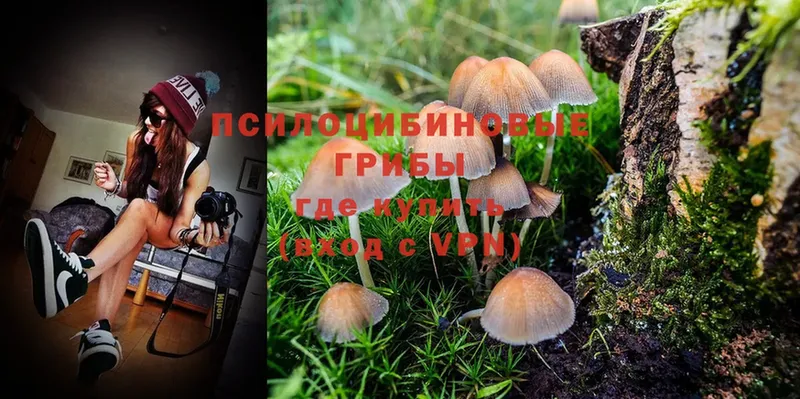 Псилоцибиновые грибы Magic Shrooms  наркота  Георгиевск 